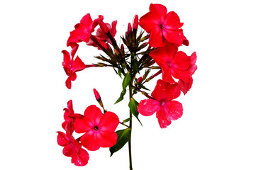 phlox on a white background
