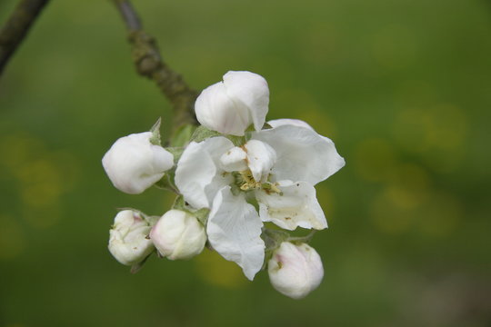 Fototapeta Kwiat jabłoni