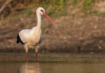 White Stork