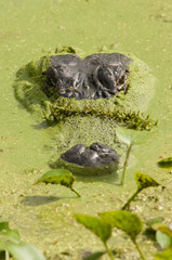 Alligator at Brazos Bend State Park, Texas