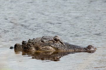 Alligator at Brazos Bend State Park, Texas
