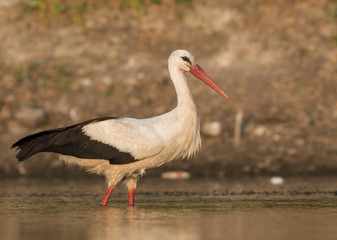White Stork