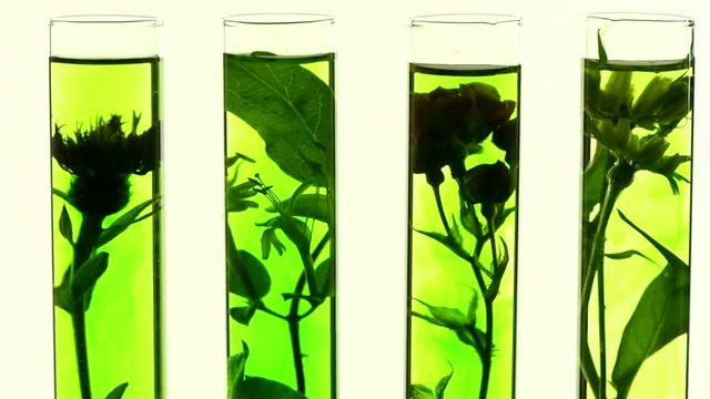 Laboratory, Pink, honeysuckle, thistle and dandelion in test tubes