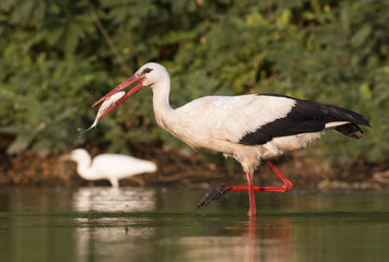 White Stork