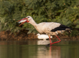 White Stork