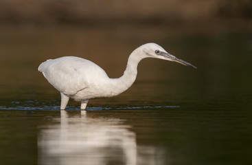 Little Egret 