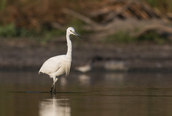 Obraz premium Little Egret