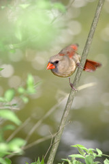 Northern Cardinal, Female
