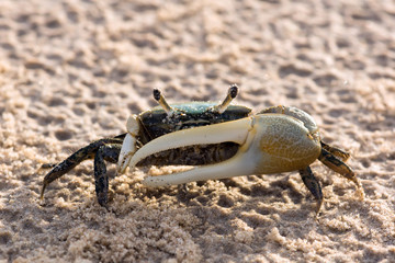 Spined fiddler crab (Uca spinicarpa)  in a defensive posture