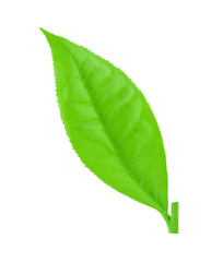 Green tea leaf isolated on white background
