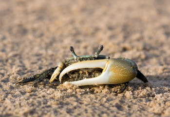 Spined fiddler crab (Uca spinicarpa)  in a defensive posture