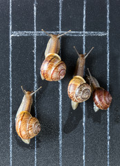 Snails on the athletic track moves the finish line