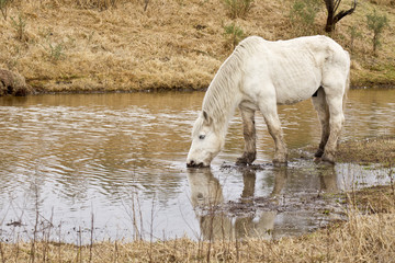 White stallion drinking