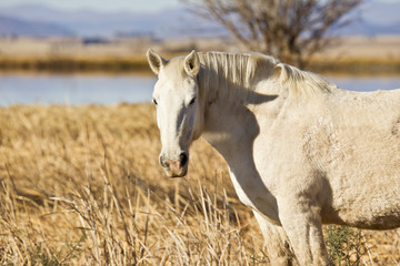 Obraz na płótnie Canvas White stallion looking left over a wire fence