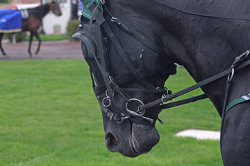 cheval de course © biarn