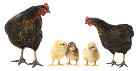 a hen and chickens isolated on white background