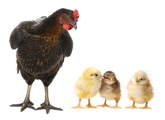 a hen and chickens isolated on white background