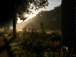 Sonnenaufgang zwischen den Bäumen
