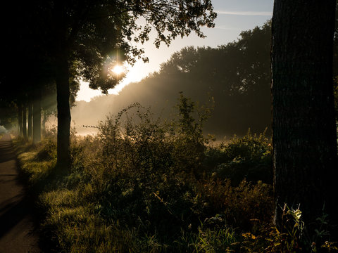 Fototapeta Sonnenaufgang zwischen den Bäumen