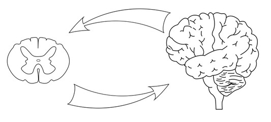 Joint work of the brain and spinal cord. Black and white illustration. Isolated. Central nervous system. CNS logo, human brain for medical design.