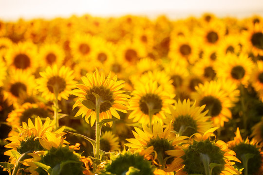 Fototapeta Sunflowers at sunset