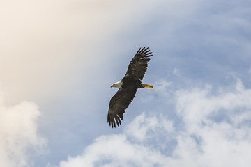 Bald Eagle Soaring 