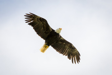 Bald Eagle Flying High