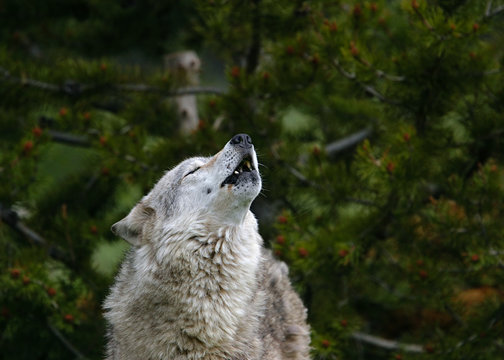 Fototapeta Wolf