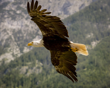 Bald Eagle Mountain Flight