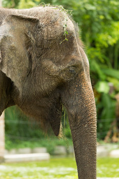 Close up asia elephant