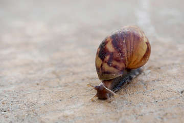 Snail creeping on ground