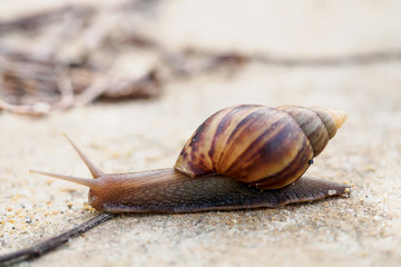 Snail creeping on ground
