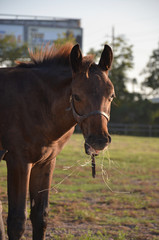 a young bay colt