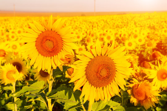 Sunflowers at sunset