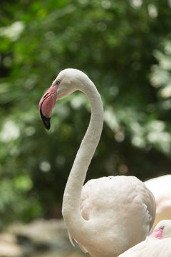 Fototapeta Portrait of flamingo