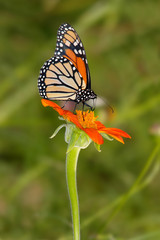Fototapeta na wymiar Monarch Butterfly