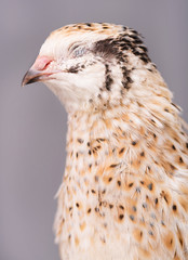 Cute adult quail