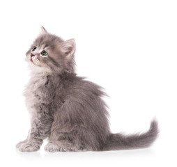 Cute fluffy kitten