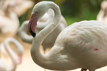 Naklejka premium Close up of flamingo