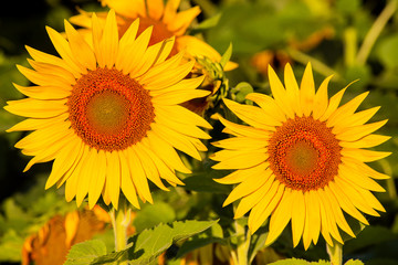 Sunflowers at sunset