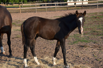 young bay colt