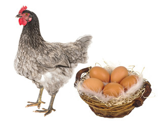 a hen - chicken isolated on white background