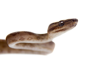 Annulated Boa on white background