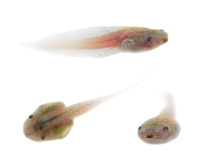 The fringe tree frogs tadpole on white