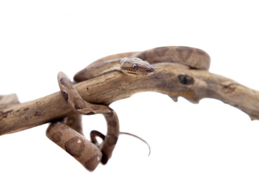 Annulated Boa on white background