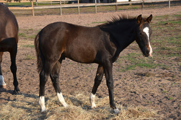 a young bay colt