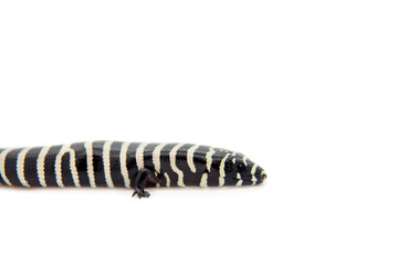 The Brazilian galliwasp on white