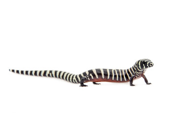 The Brazilian galliwasp on white