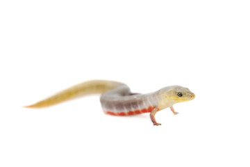 The Brazilian galliwasp on white