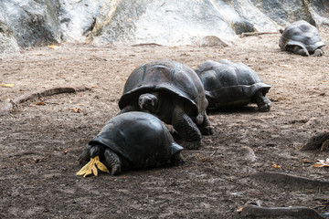 Seychellen - La Digue - Riesenschildkröte in Union Estate